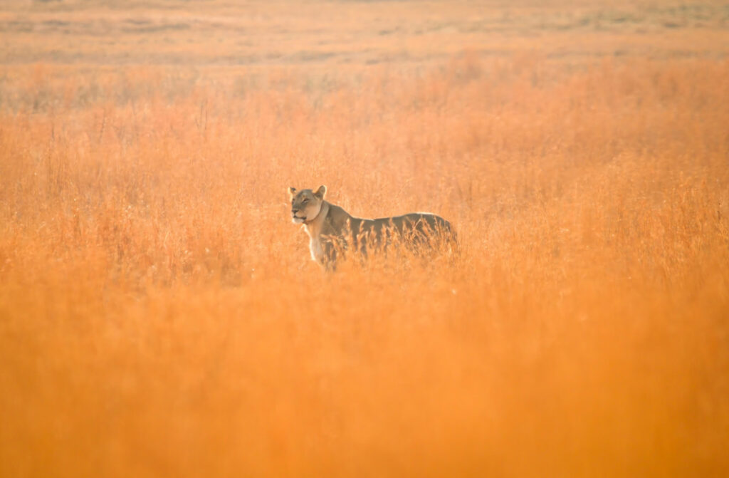 Clifftop Exclusive Safari Hideaway July News Lioness 1