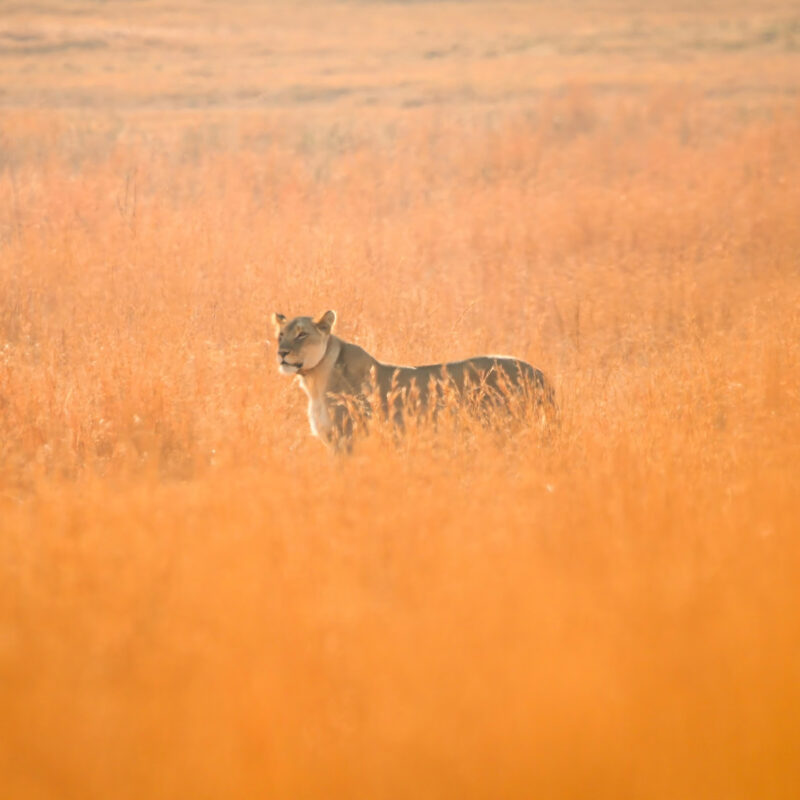 Clifftop Exclusive Safari Hideaway July News Lioness 1