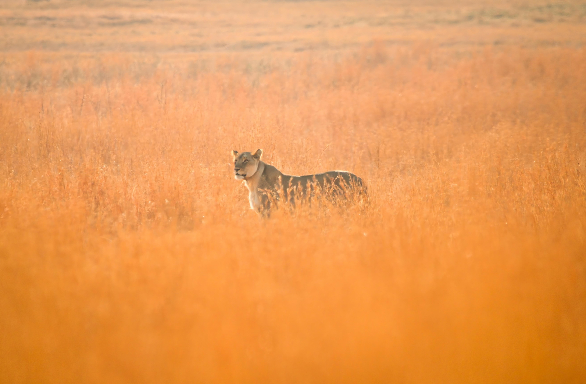 Clifftop Exclusive Safari Hideaway July News Lioness 1