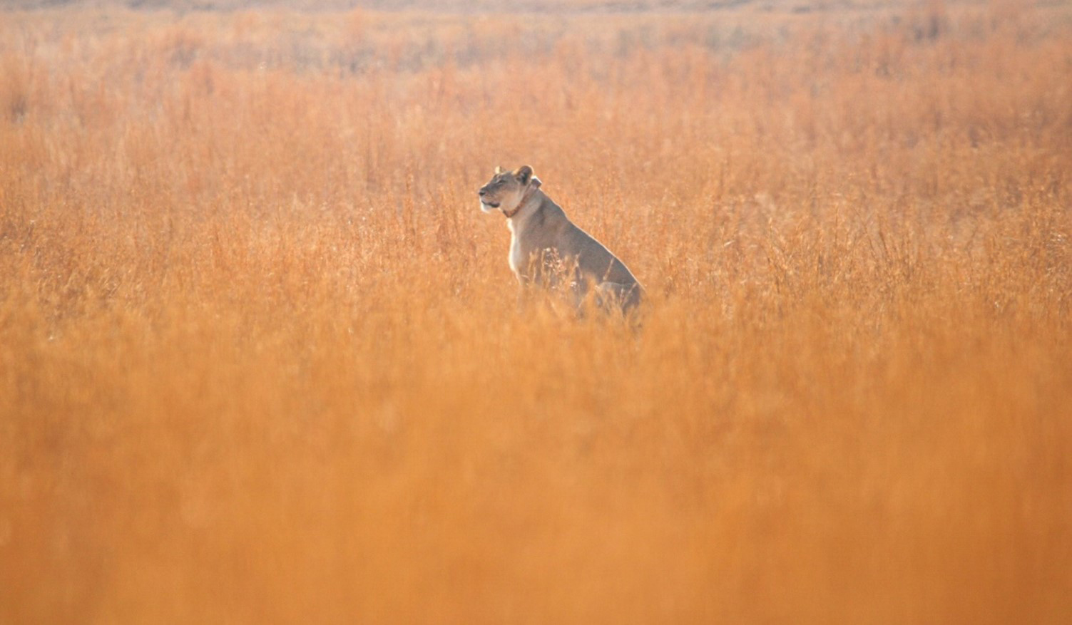 Clifftop Exclusive Safari Hideaway July News Lioness 2